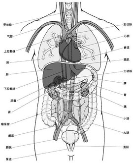 在一般生物学或医学而言,人体除包括以上各部分,亦包括呼吸,心血管