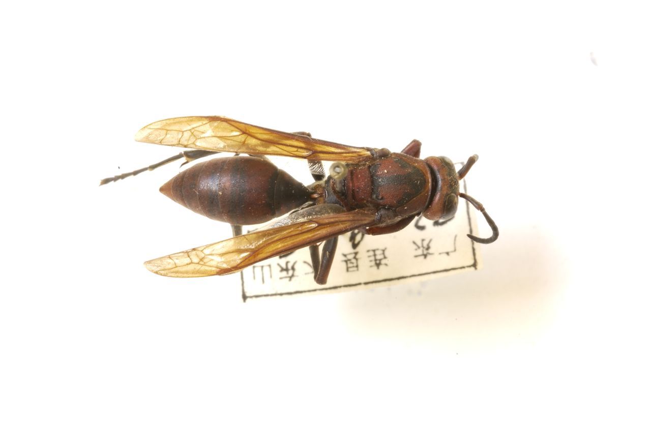 中华马蜂(动物)中华马蜂,polistes chinensis fabricius,胡蜂科长脚