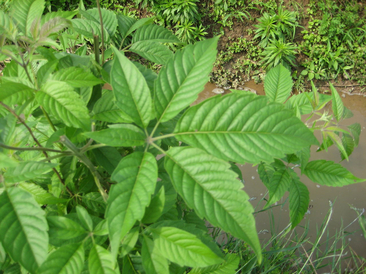 黄荆根