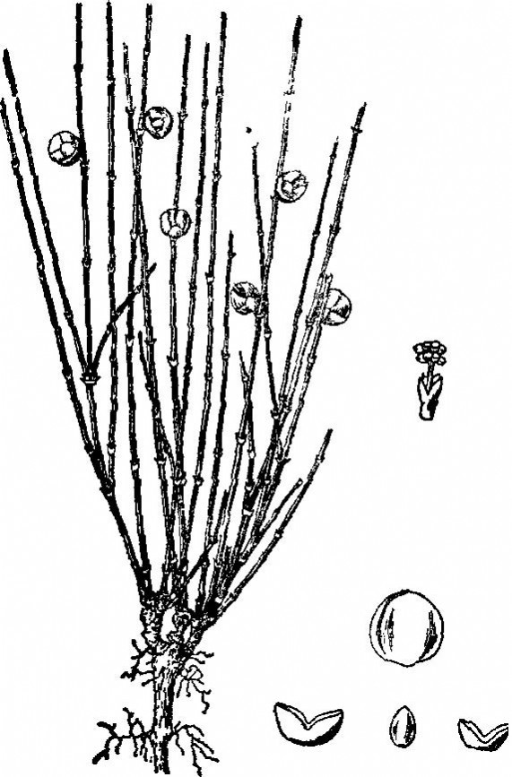 草麻黄 (植物)