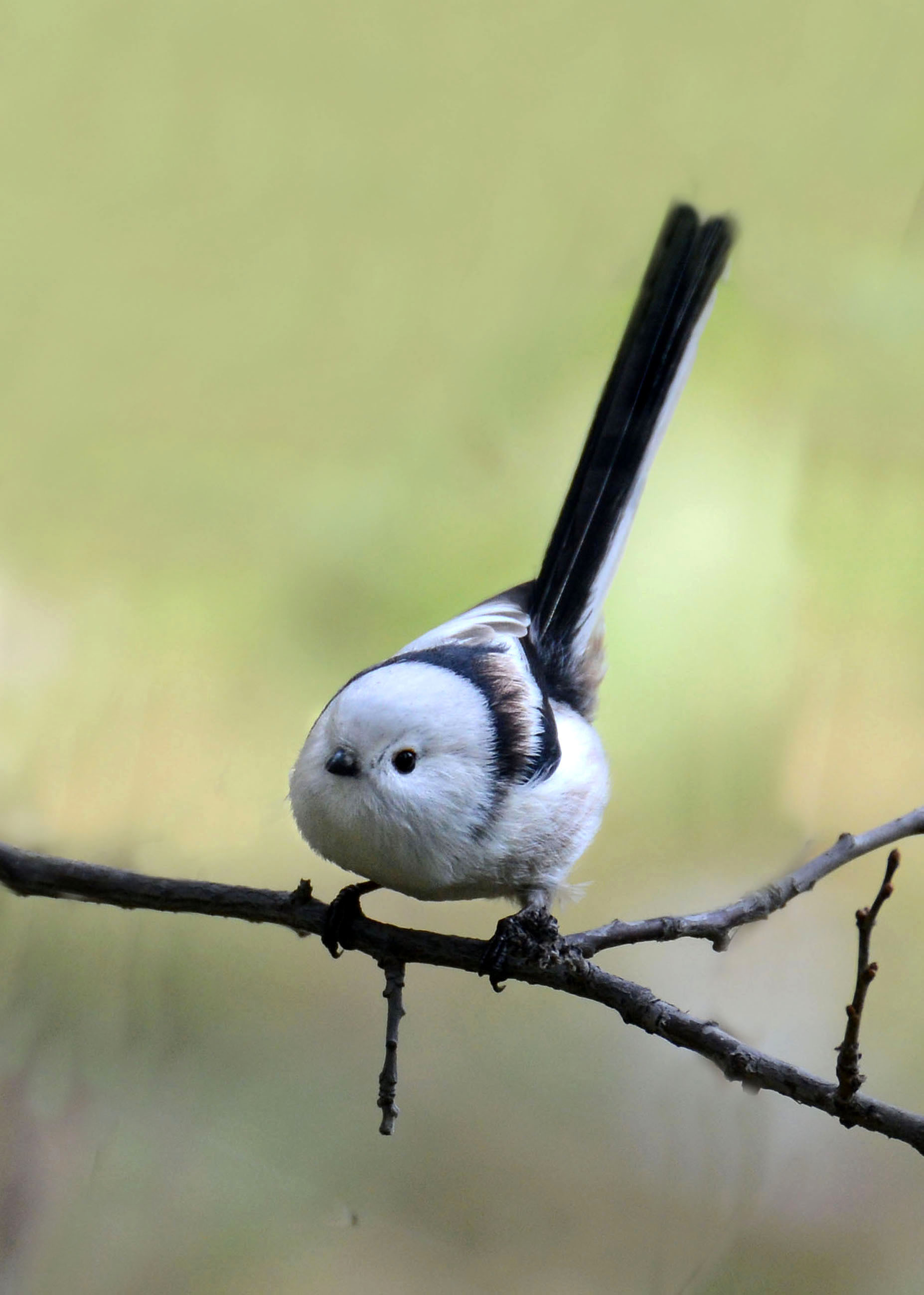 银喉长尾山雀(学名:aegithaloscaudatus),是雀形目山雀科的小型雀类