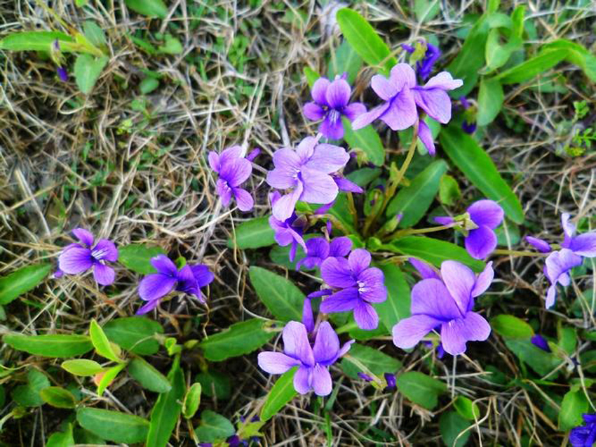 护心胆(植物)