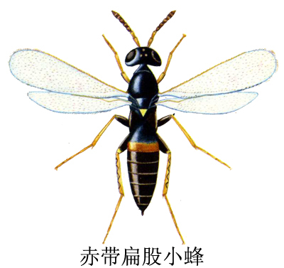 赤带扁股小蜂(其他生物相关)