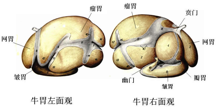 瘤胃(其他生物学相关)瘤胃是反刍动物的第一胃.