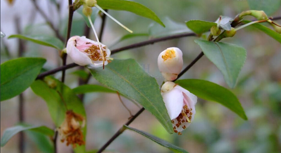 阿里山连蕊茶(植物)