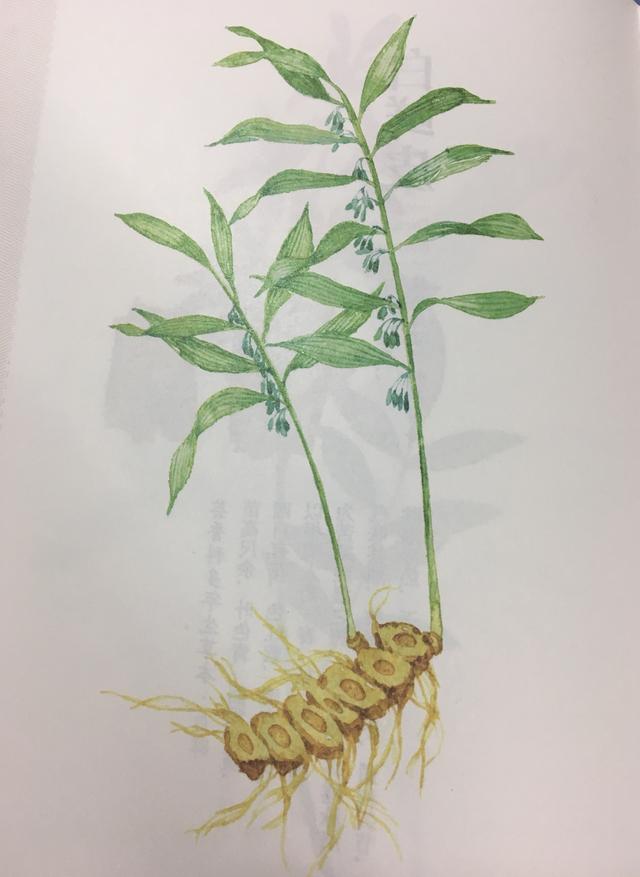 黄精(植物)
