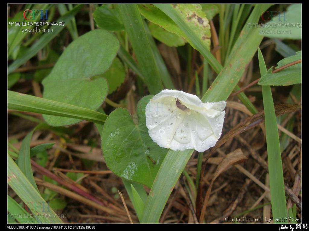 小心叶薯(植物)