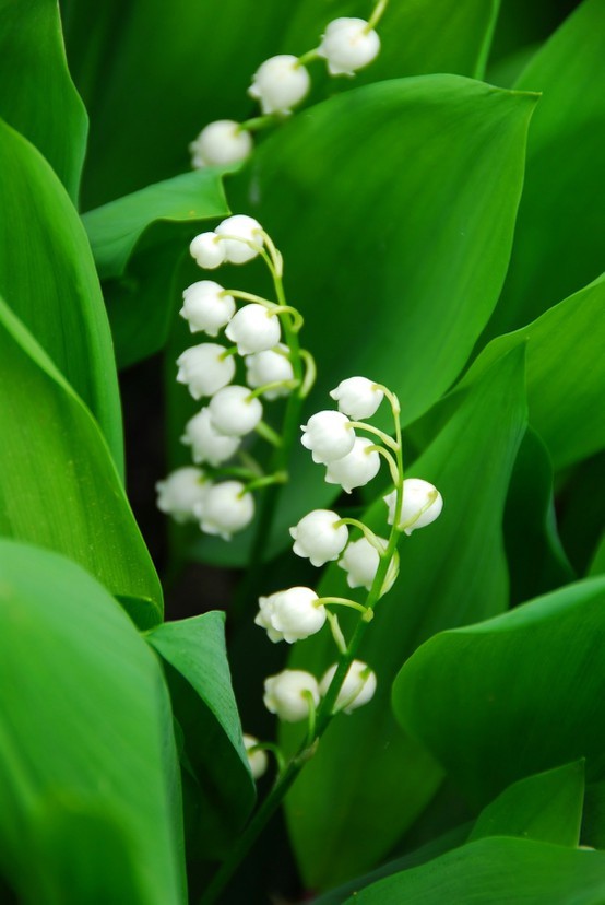 铃兰 (植物)