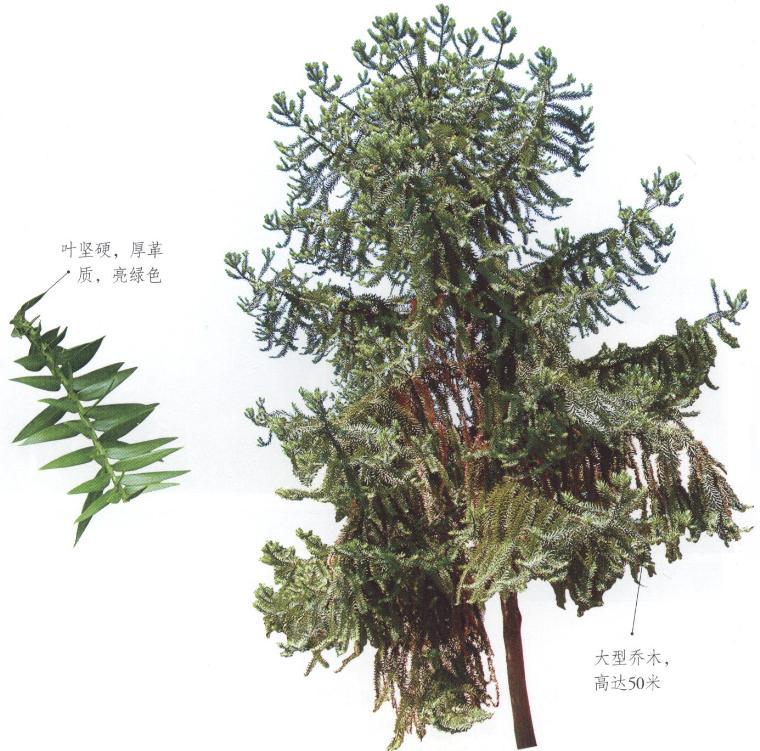 本亚松(植物)