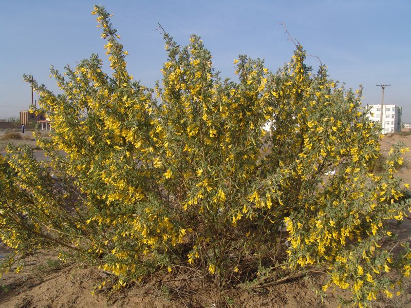 中间锦鸡儿 (植物)