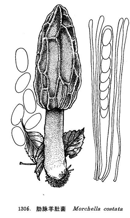 肋脉羊肚菌(其他生物相关)