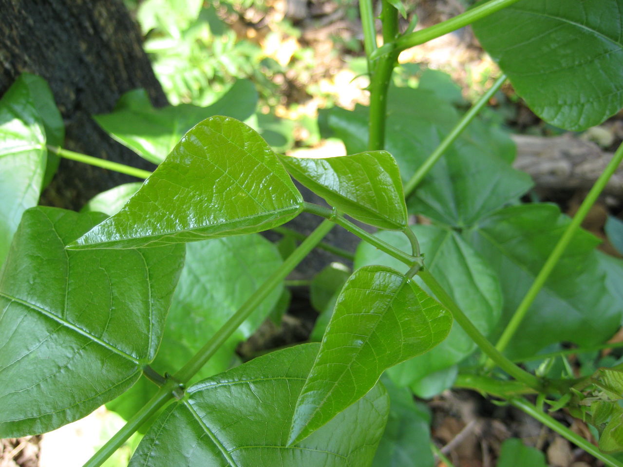 刺桐叶 (植物)