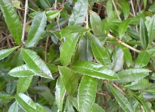 小三颗针(植物)