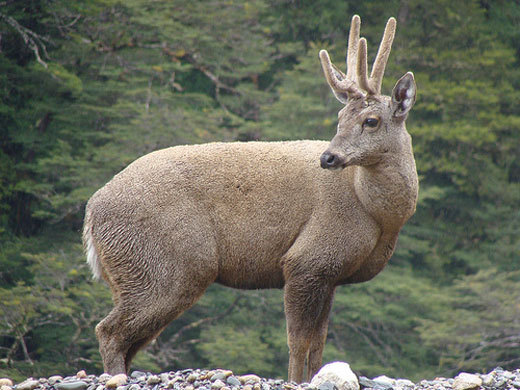 智利驼鹿(动物)智利马驼鹿(学名:hippocamelus bisulcus,濒危动物