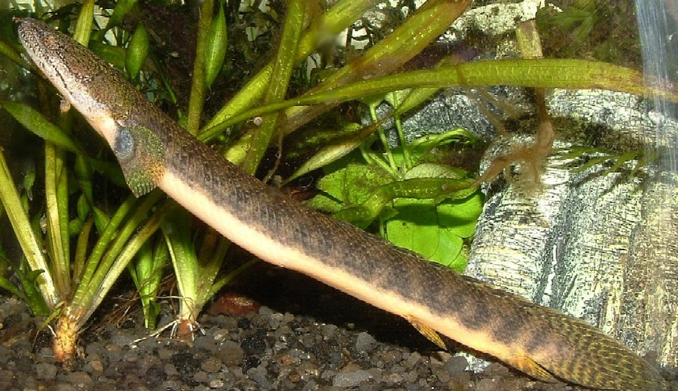 (动物)后翼多鳍鱼(polypterusretropinnis)又称萨伊绿恐龙,为多鳍鱼目