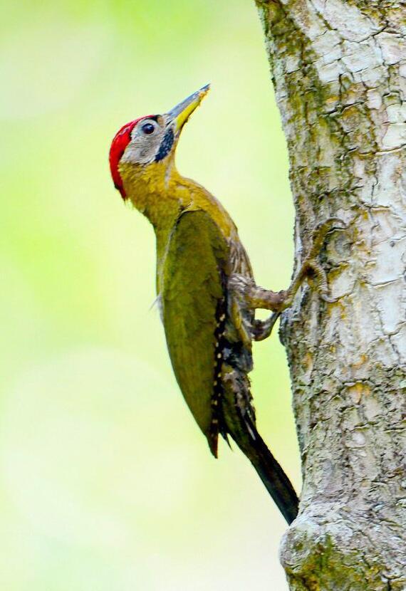 红颈绿啄木鸟 (动物)
