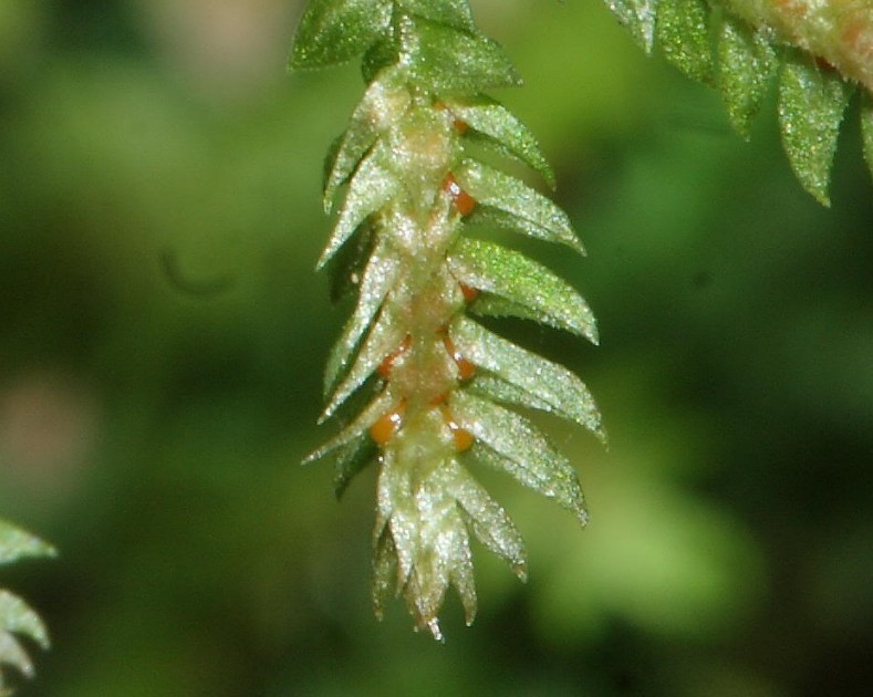 细叶卷柏植物