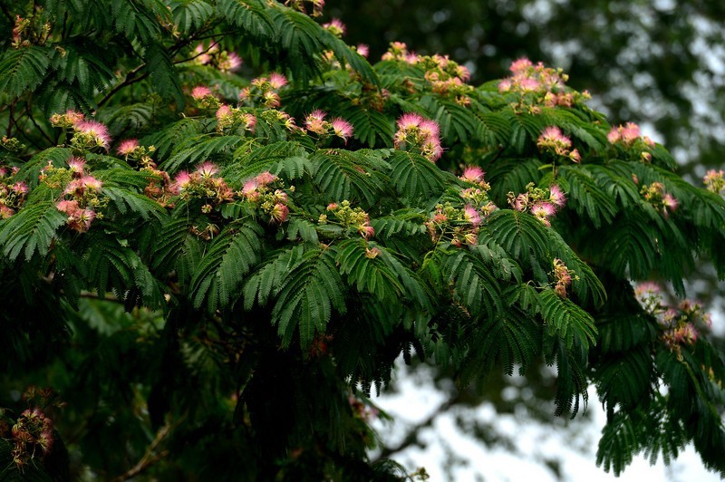 芙蓉树 (植物)