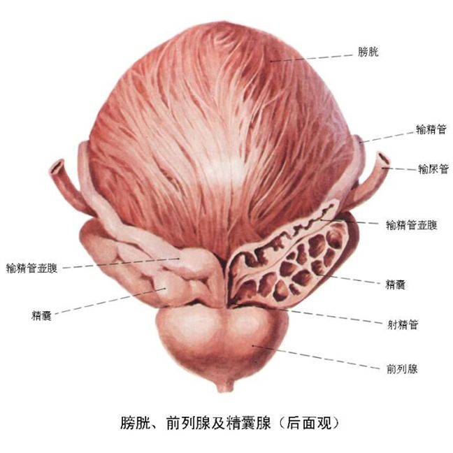 膀胱,前列腺及精囊腺(后面