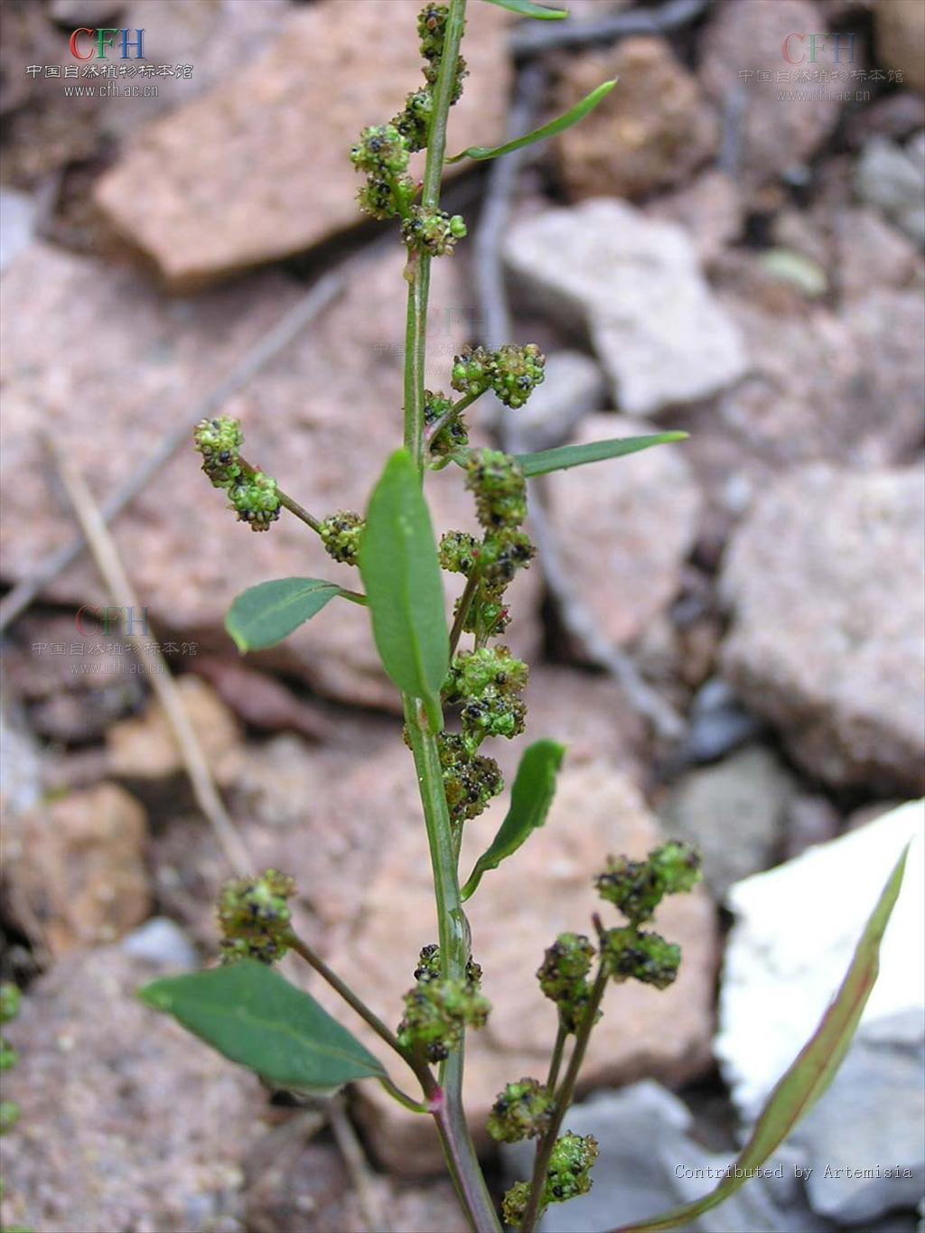 细穗藜(植物)