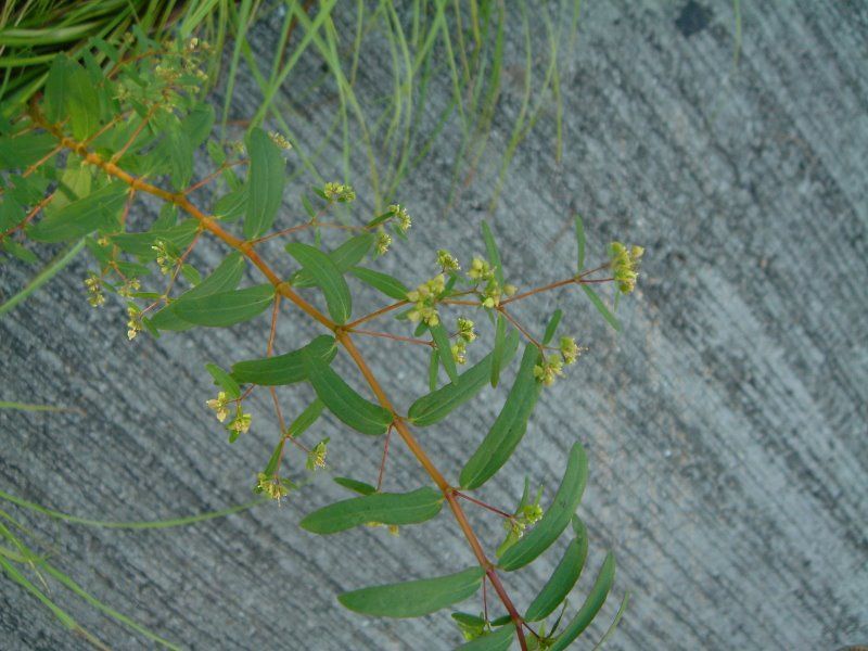 通奶草 (植物)