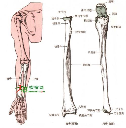 桡骨(骨骼)桡(ráo)骨(radius,为前臂双骨之一,位于前臂外侧 大拇指