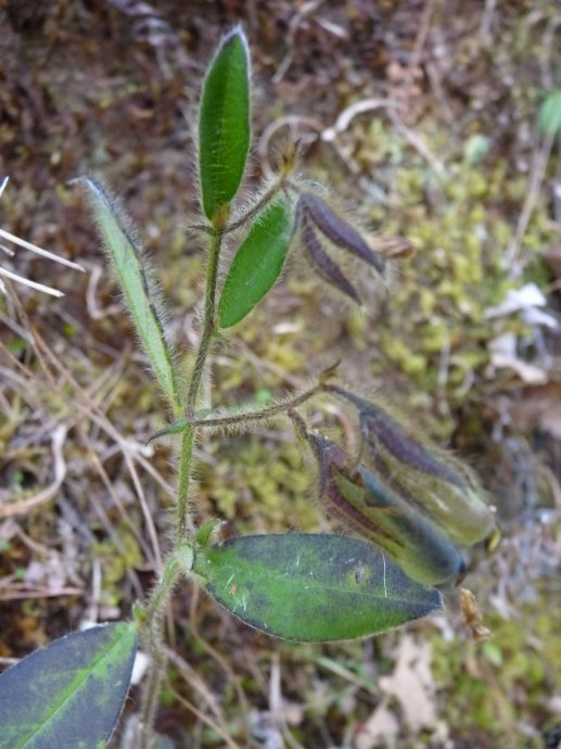 为豆科猪屎豆属植物假地蓝crotalaria ferruginea grah. ex benth.