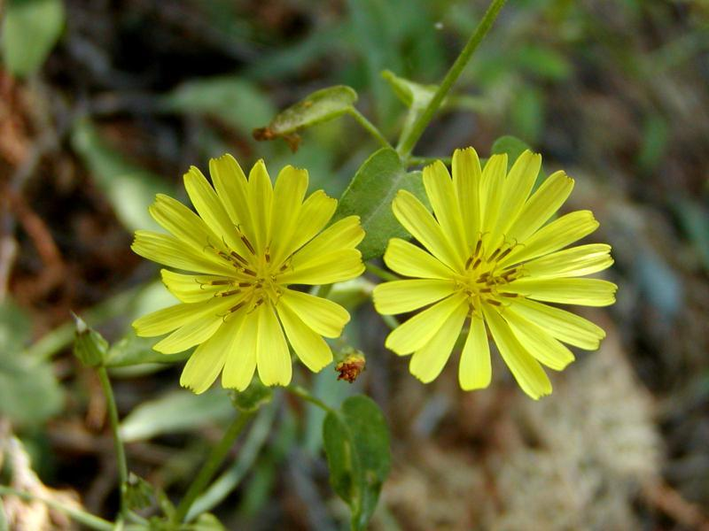 野苦荬菜 (植物)