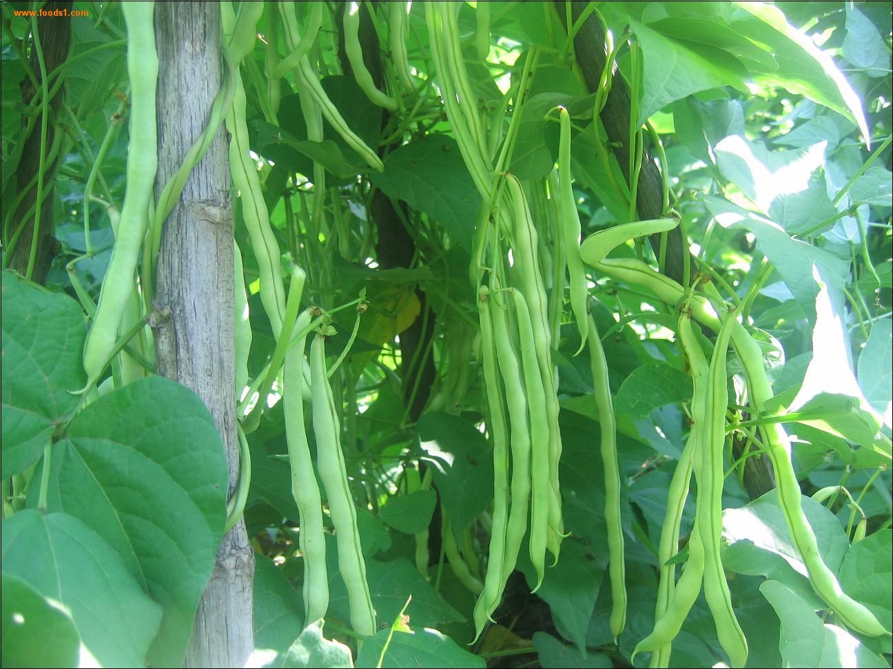 角豆(植物)_技点百科