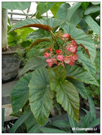 竹节海棠花植物