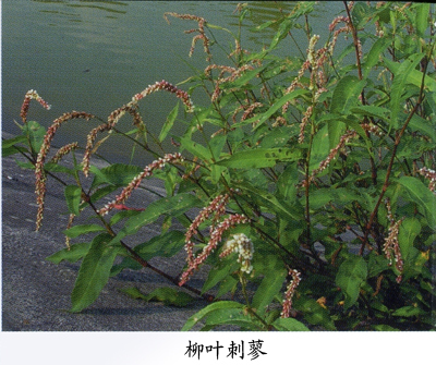 柳叶刺蓼(植物)