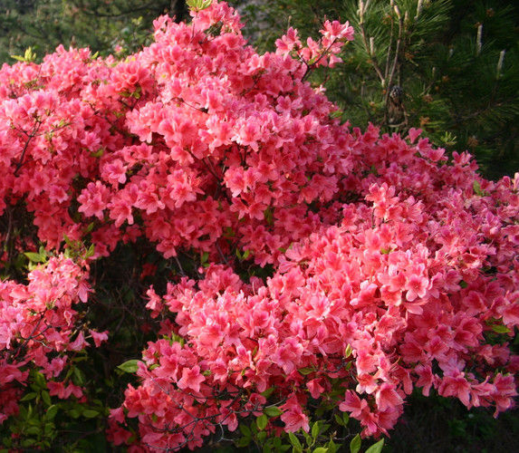 雷山杜鹃植物