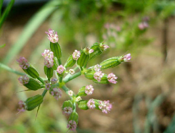 孜然芹(植物)