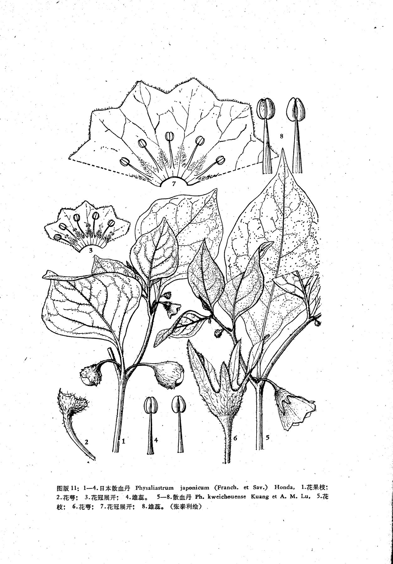 散血丹 (植物)