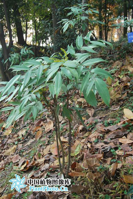 北江十大功劳(植物)