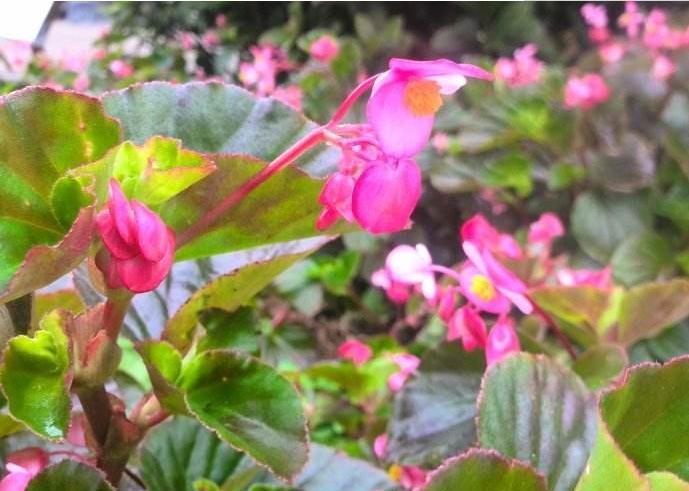 海南秋海棠 (植物)