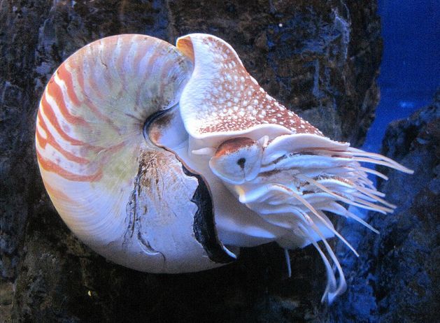 (动物)帝珍珠鹦鹉螺(学名:nautiluspompiliuspompilius)是鹦鹉螺科