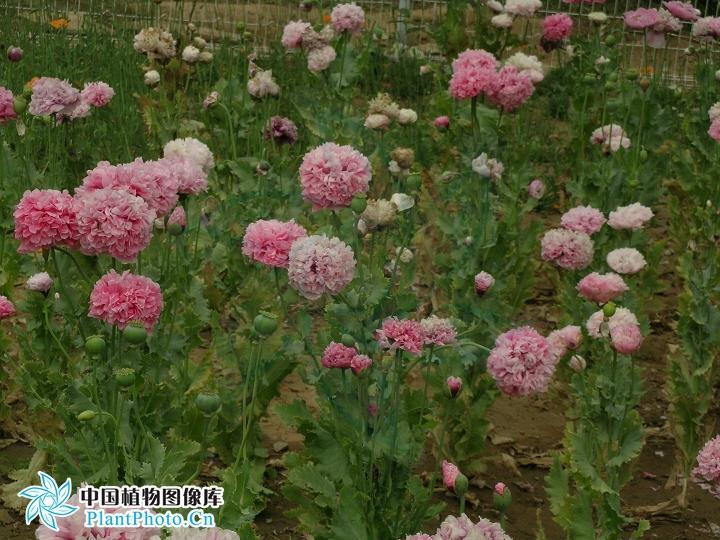 野罂粟(原变种(植物)