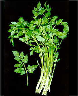 水芹(植物)水芹属于伞形科,水芹菜属.多年水生宿根草本植物.