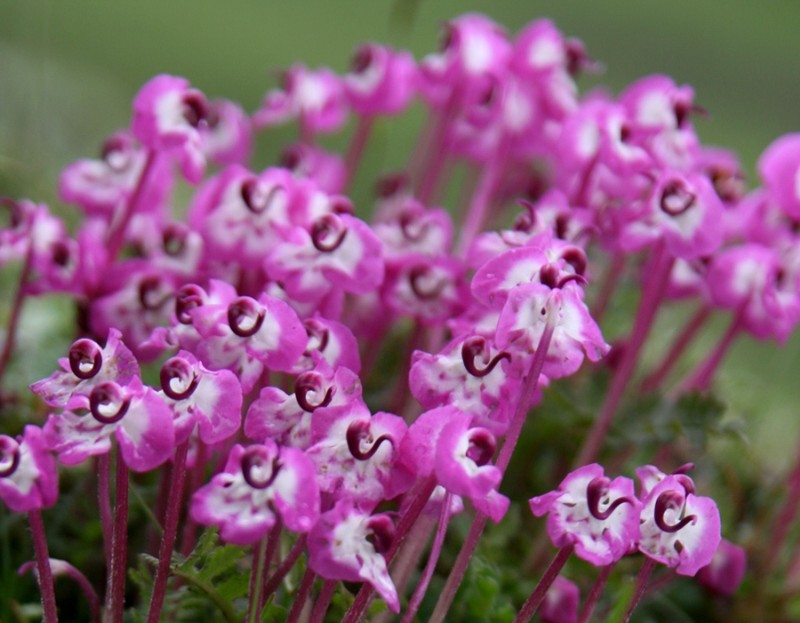 管花组(植物)