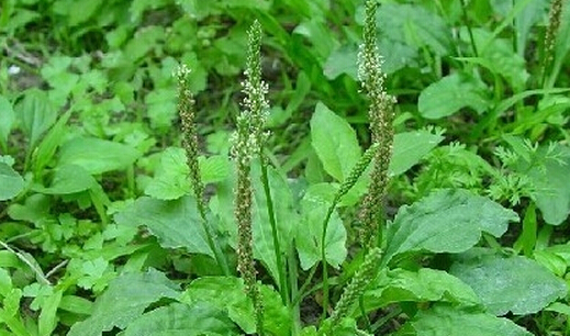 牛舌菜(植物)