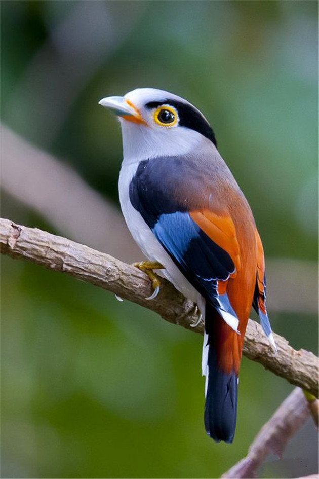 银胸丝冠鸟 (动物)