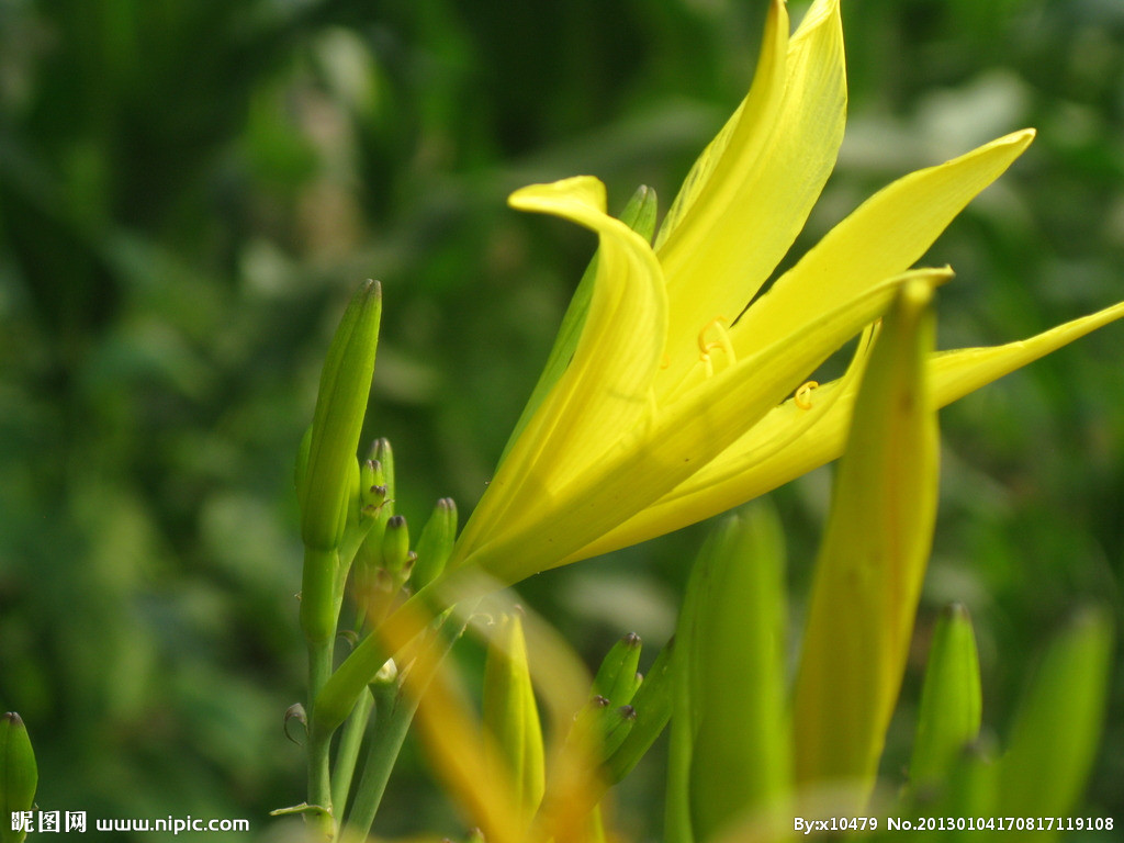 金针花(植物)黄花菜(拉丁名:hemerocallis citrina baroni)又名金针花