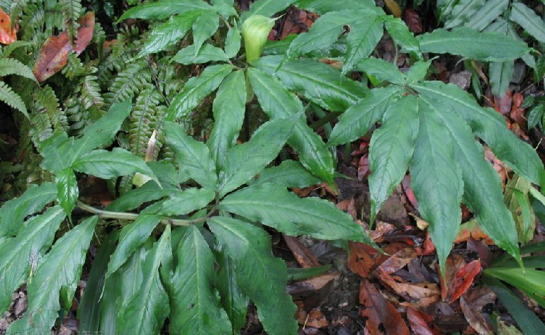 棒头南星(植物)