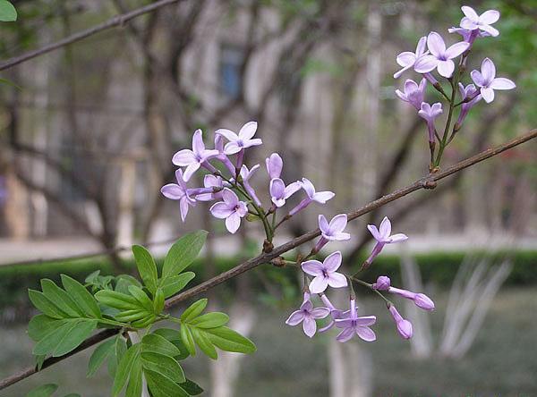 华丁香(植物)