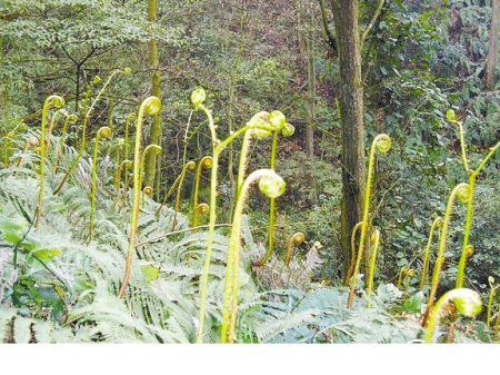 在东北吉林地区被叫做"旱蕨菜"其形态和:水蕨菜有明显区别.