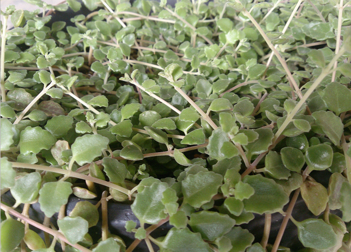 延命草(植物)