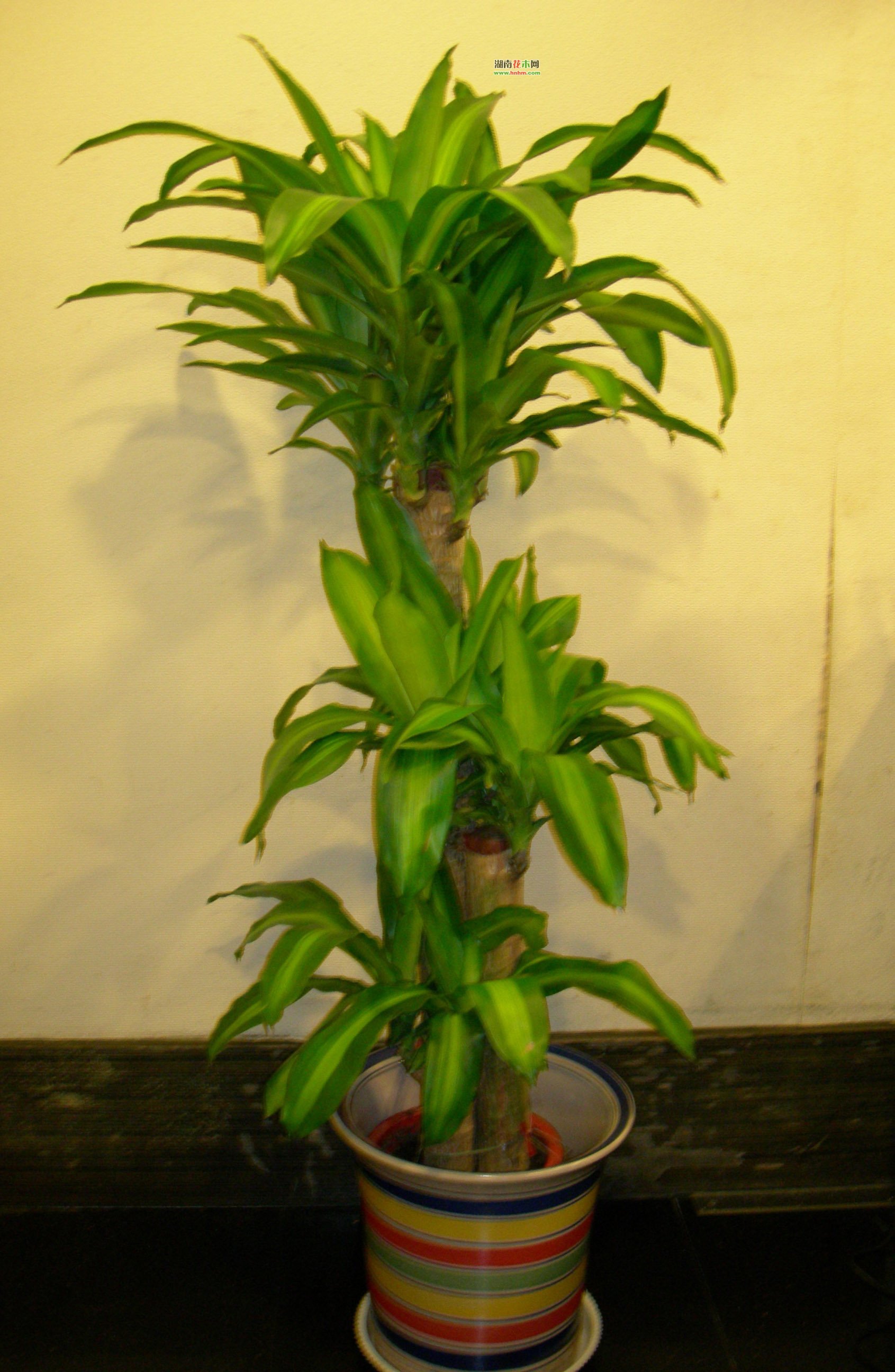 巴西木 (植物)