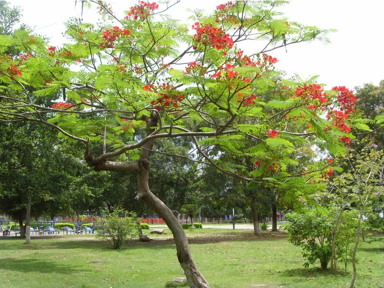 合欢植物