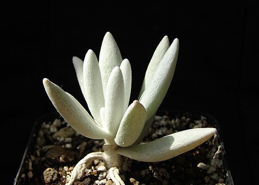 银月 (植物)